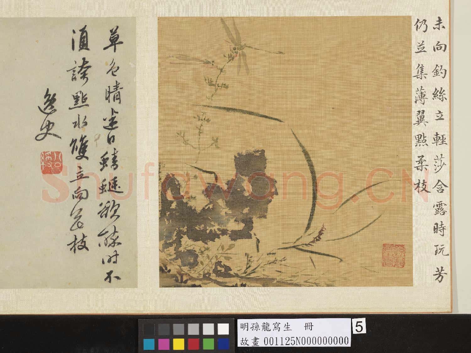 明孫龍寫生 冊 草石蜻蜓