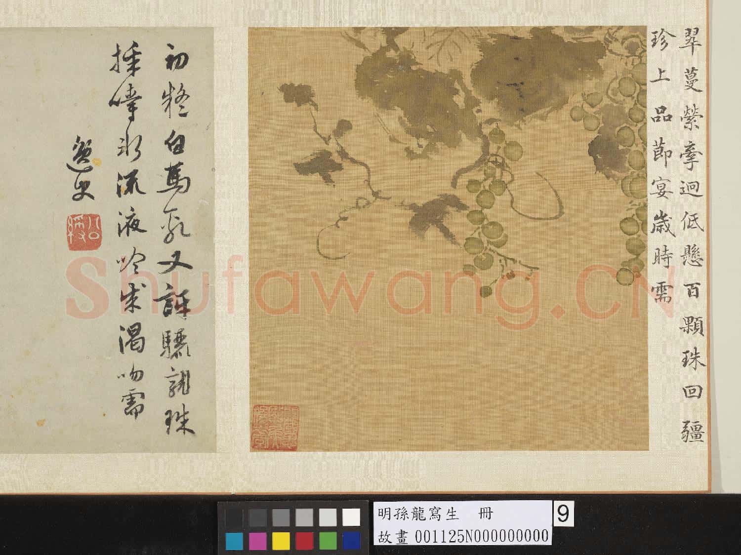 明孫龍寫生 冊 蒲桃
