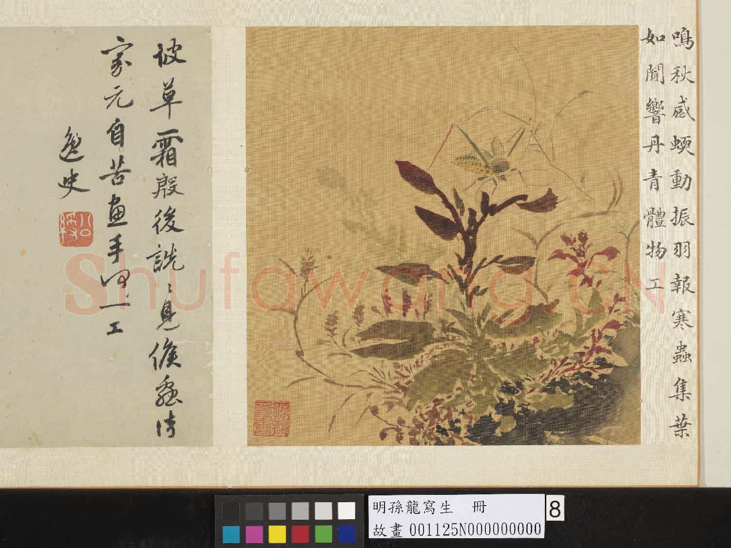 明孫龍寫生 冊 草蟲