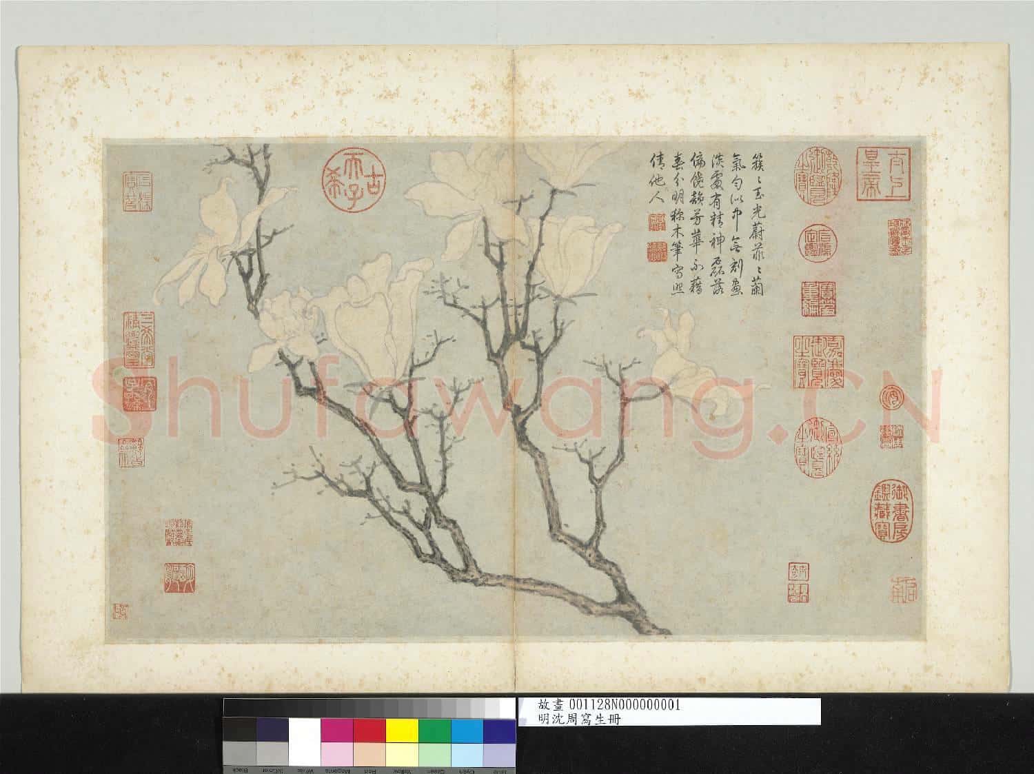 明沈周寫生 冊 玉蘭