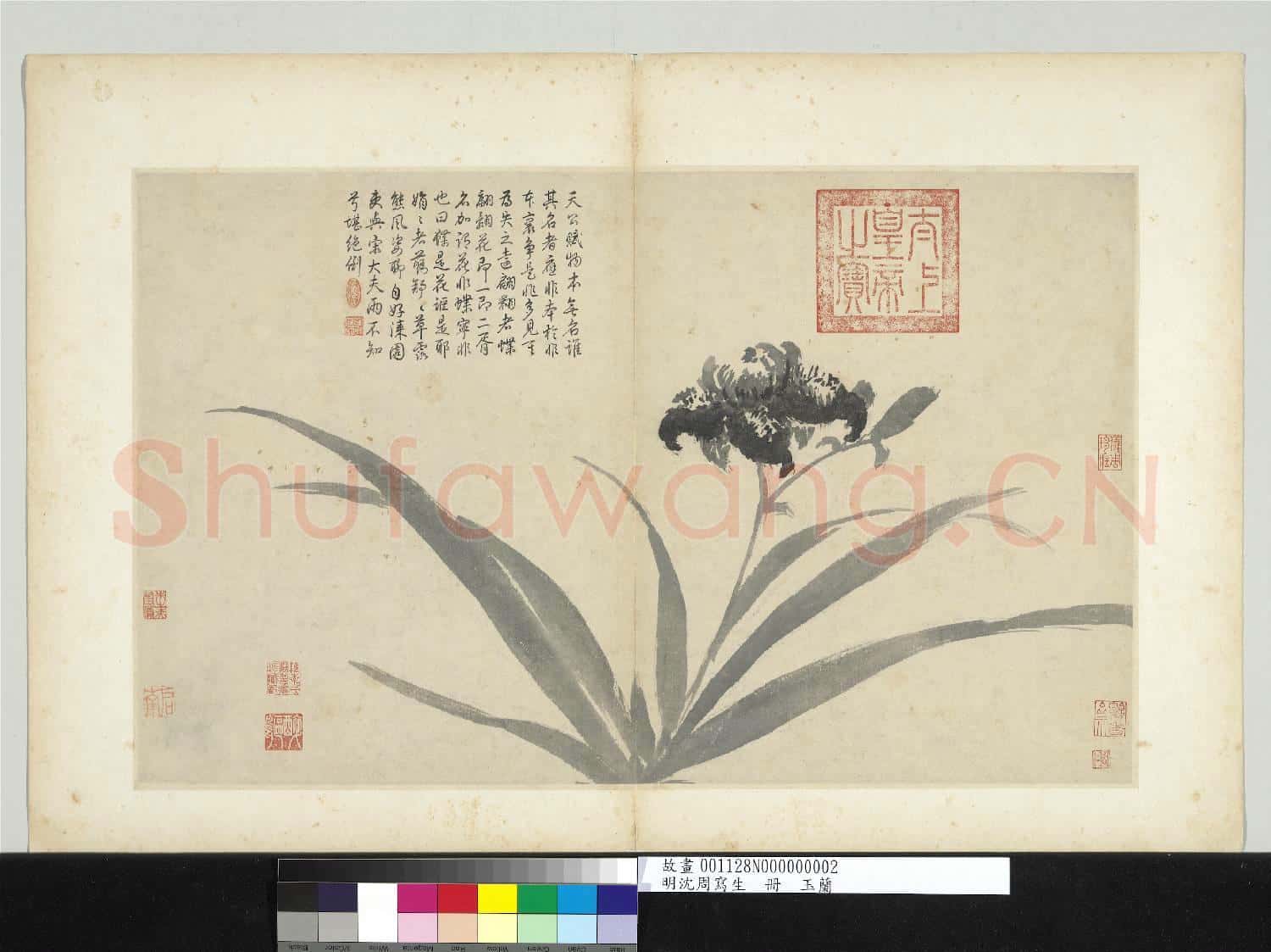 明沈周寫生 冊 蝴蝶花