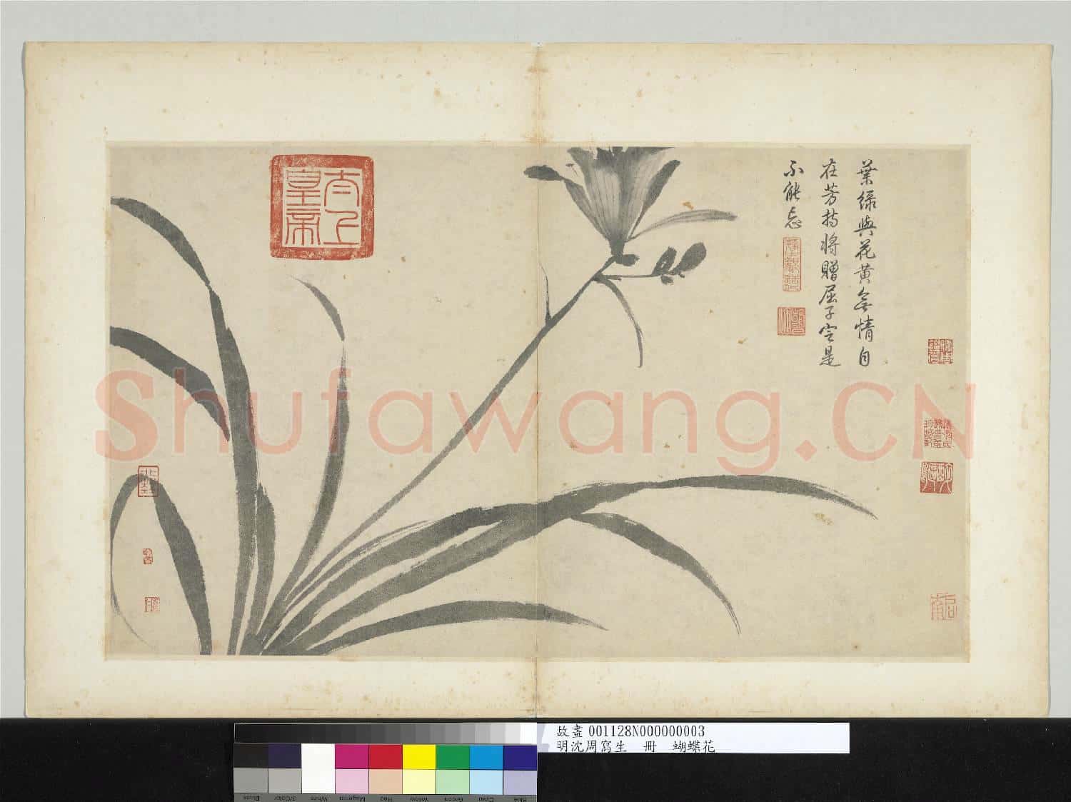 明沈周寫生 冊 萱