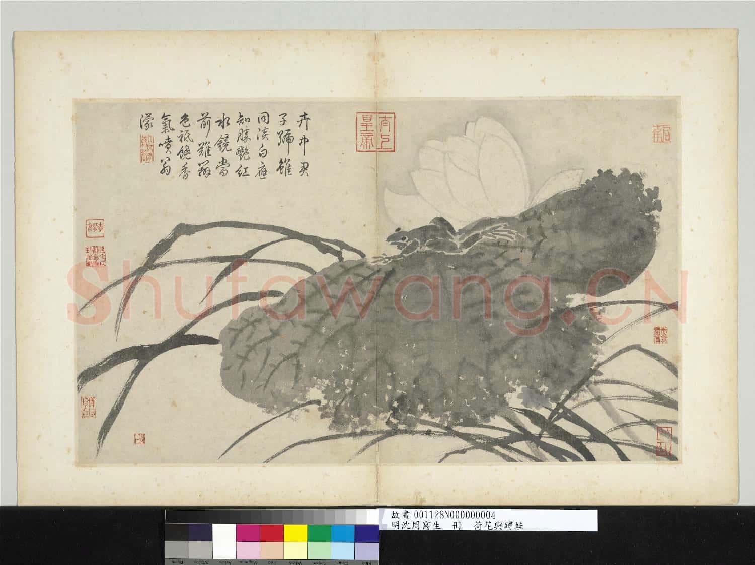 明沈周寫生 冊 荷花與蹲蛙