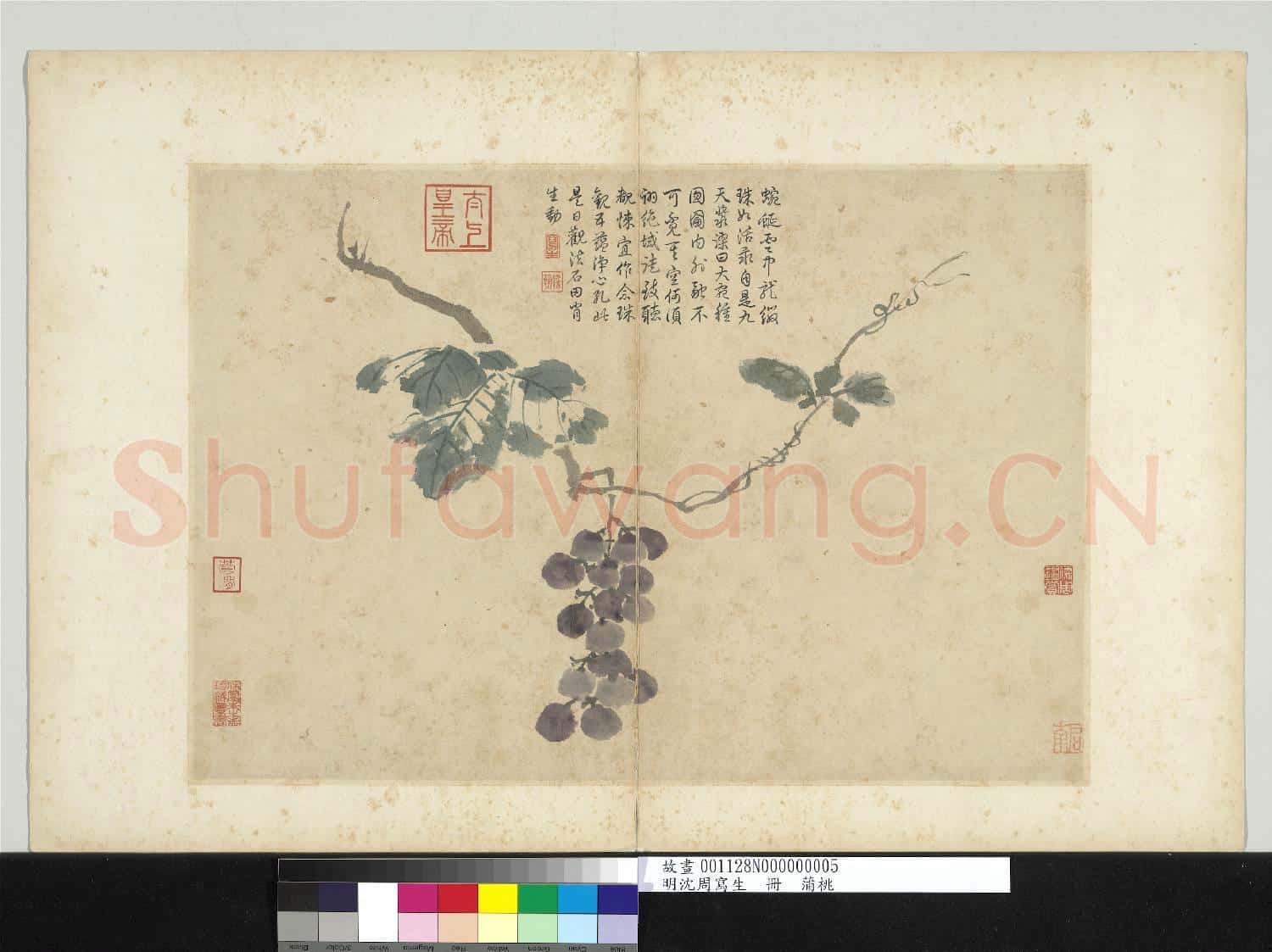 明沈周寫生 冊 蒲桃