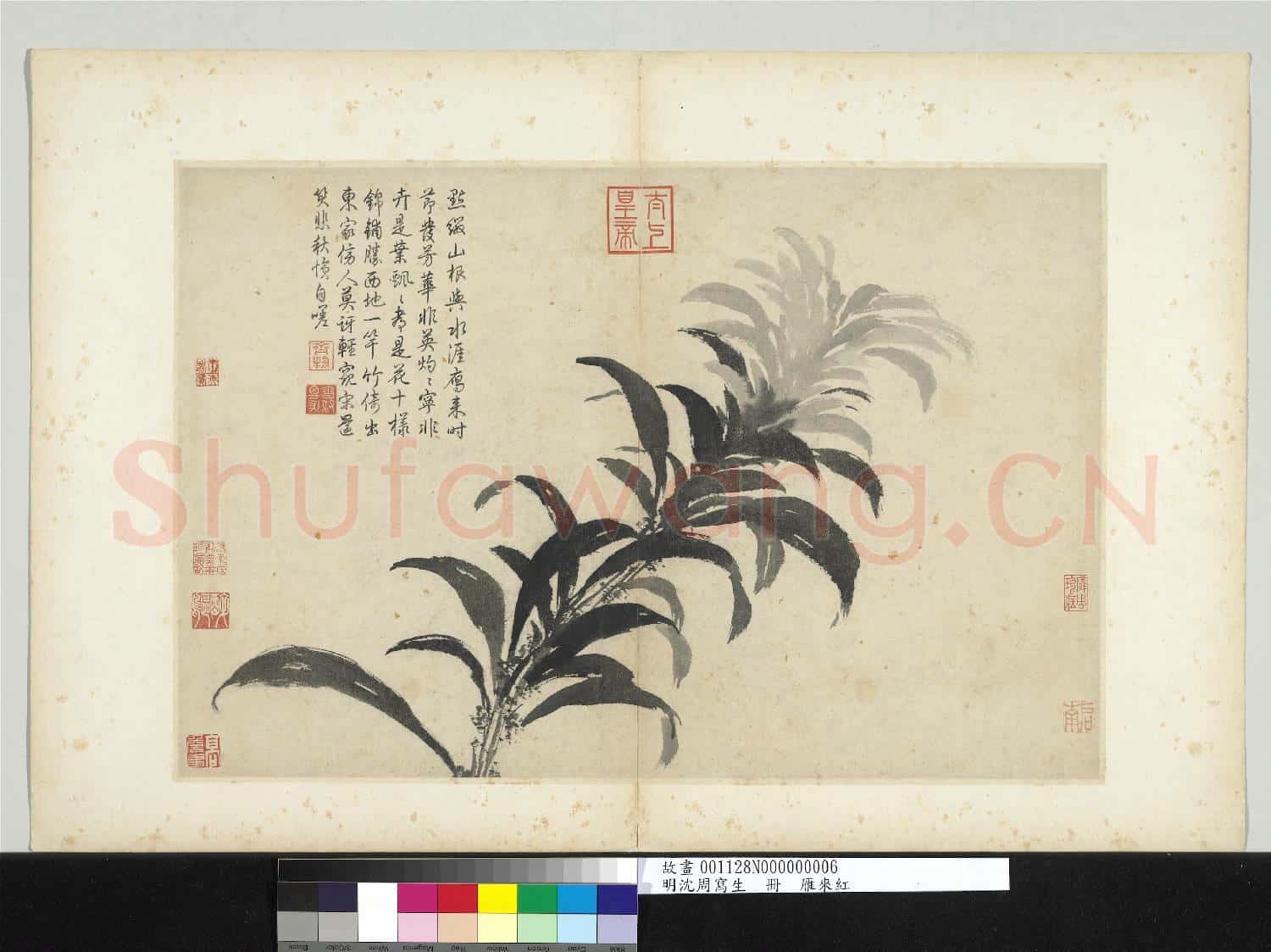 明沈周寫生 冊 雁來紅