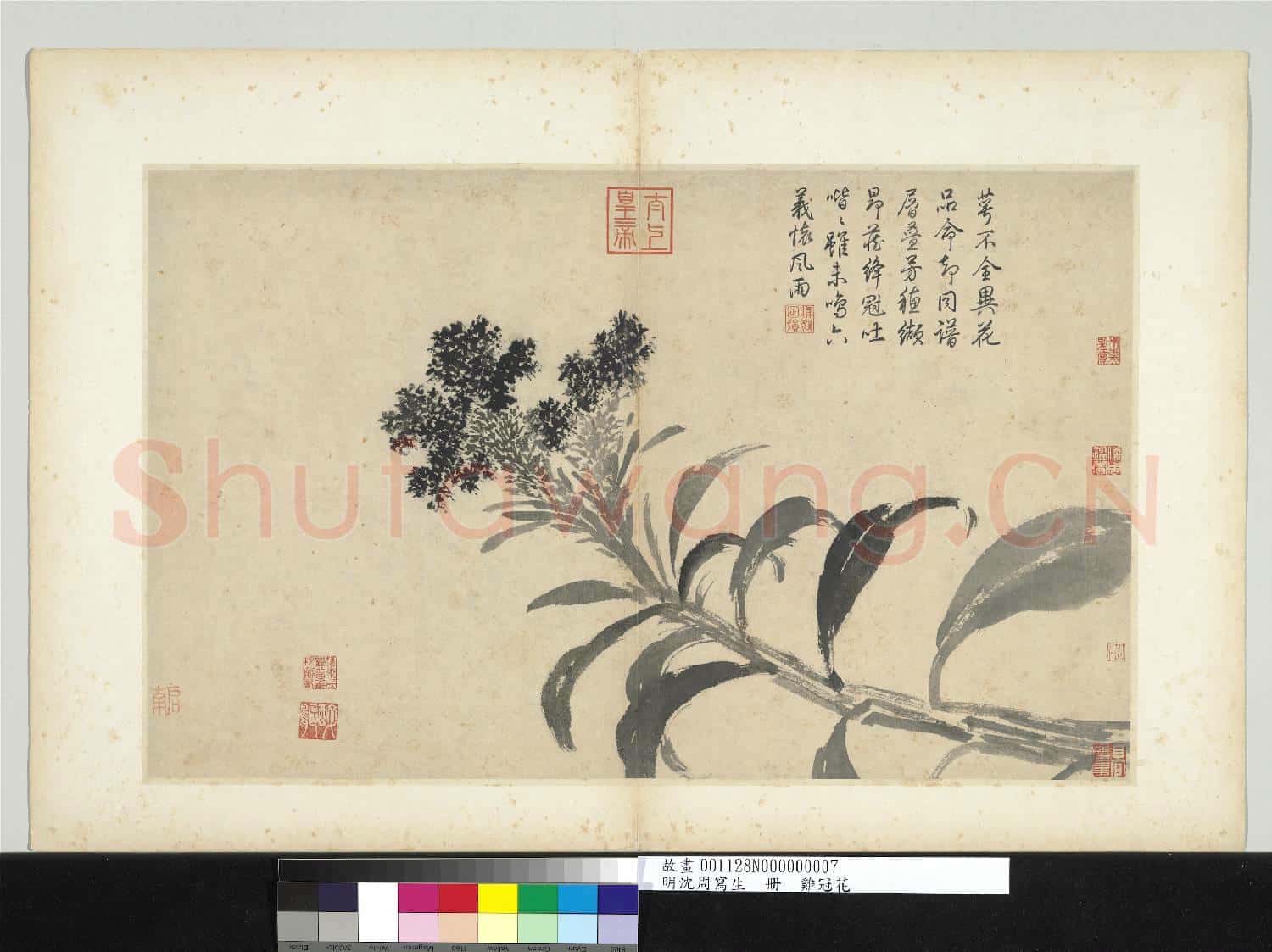 明沈周寫生 冊 雞冠花