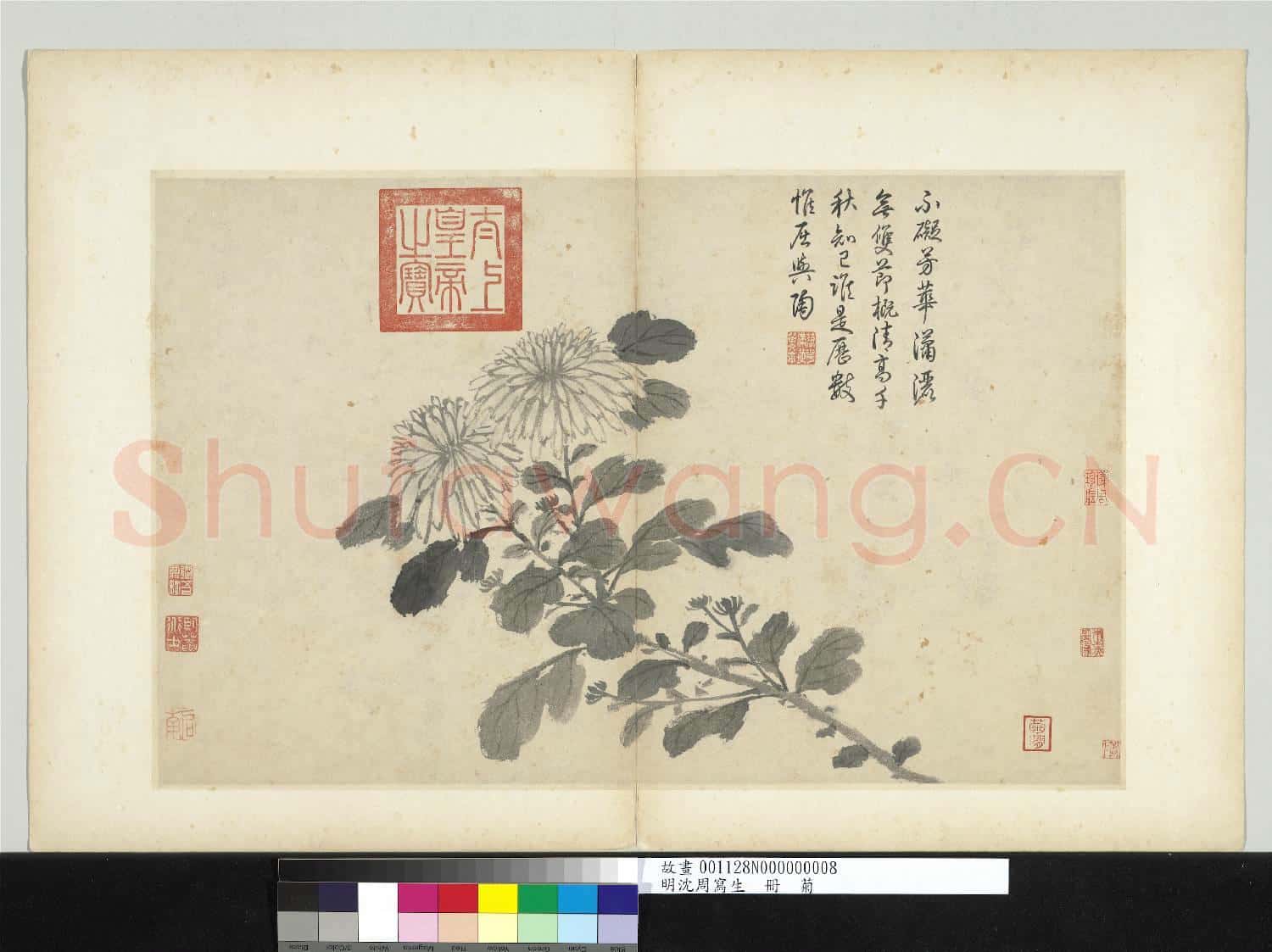 明沈周寫生 冊 菊