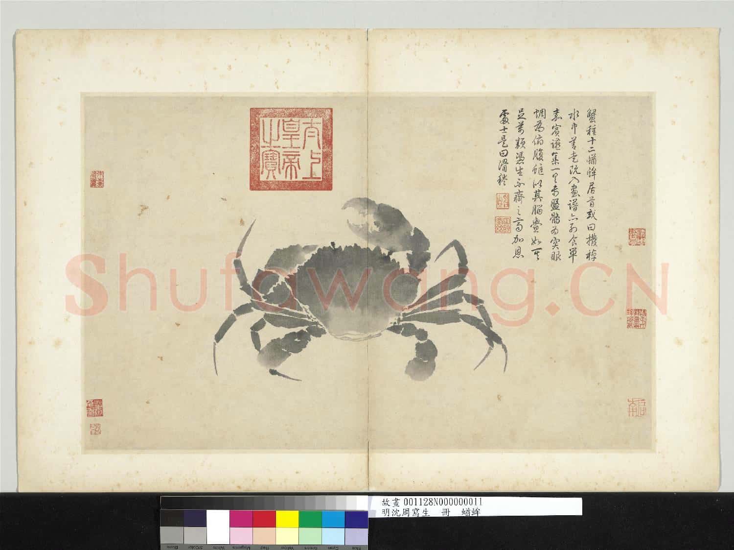 明沈周寫生 冊 蝤蛑
