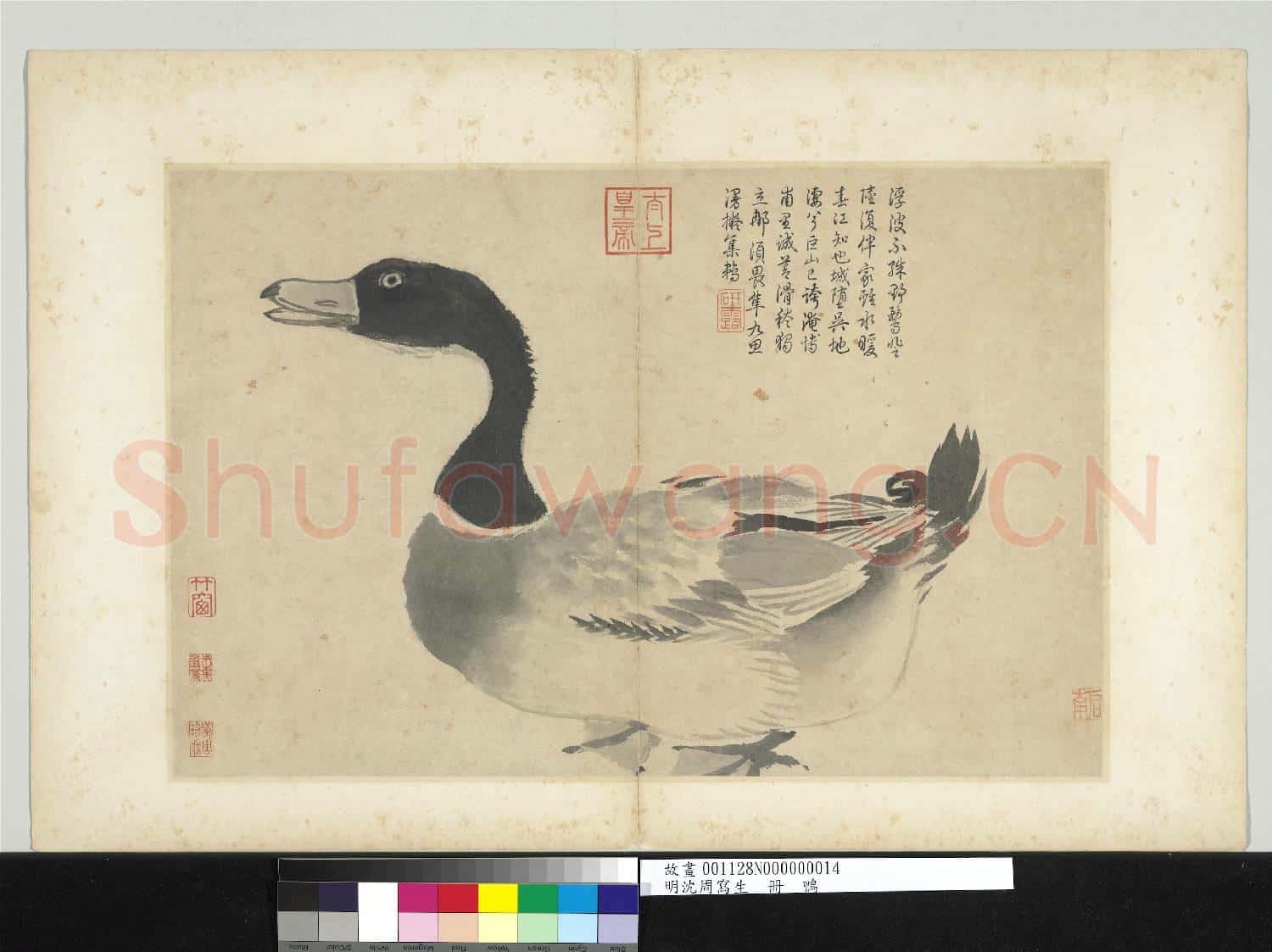 明沈周寫生 冊 鴨
