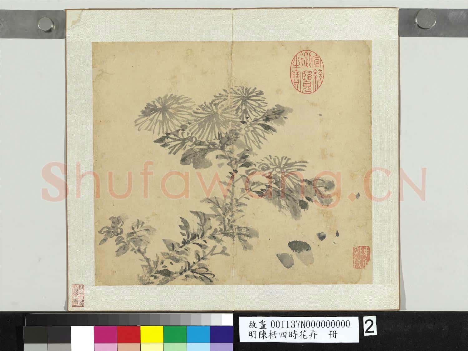 明陳栝四時花卉 冊 菊花