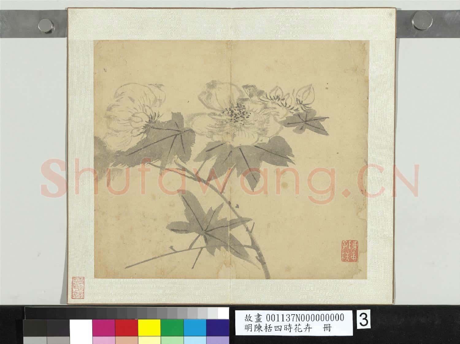 明陳栝四時花卉 冊 木芙蓉