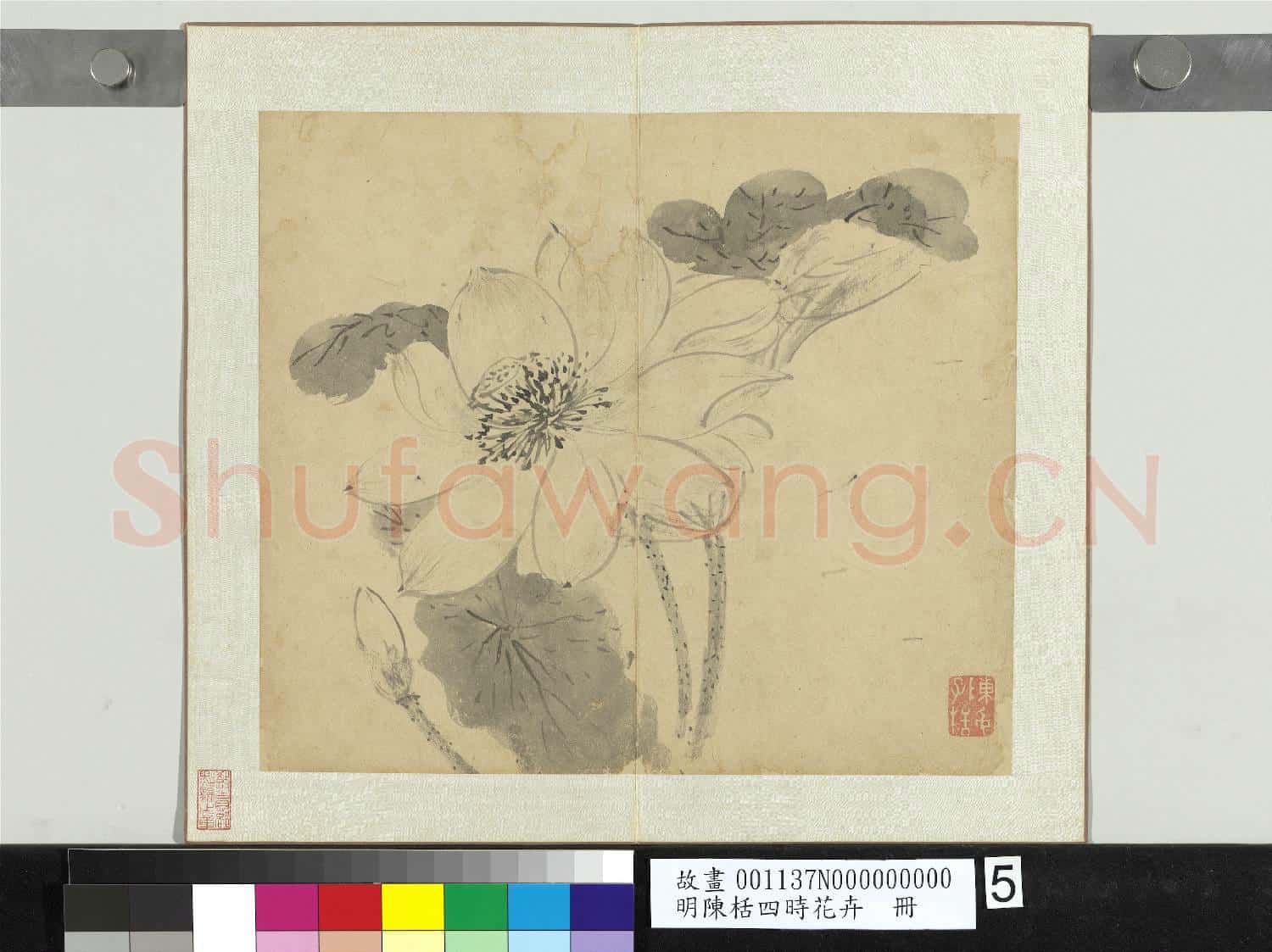 明陳栝四時花卉 冊 荷