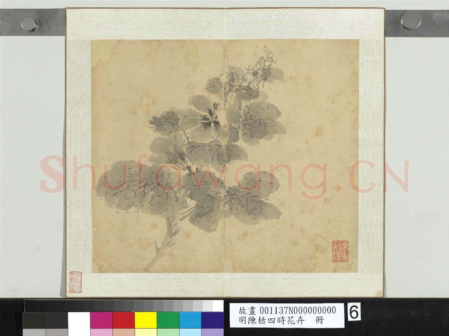 明陳栝四時花卉 冊 戎葵