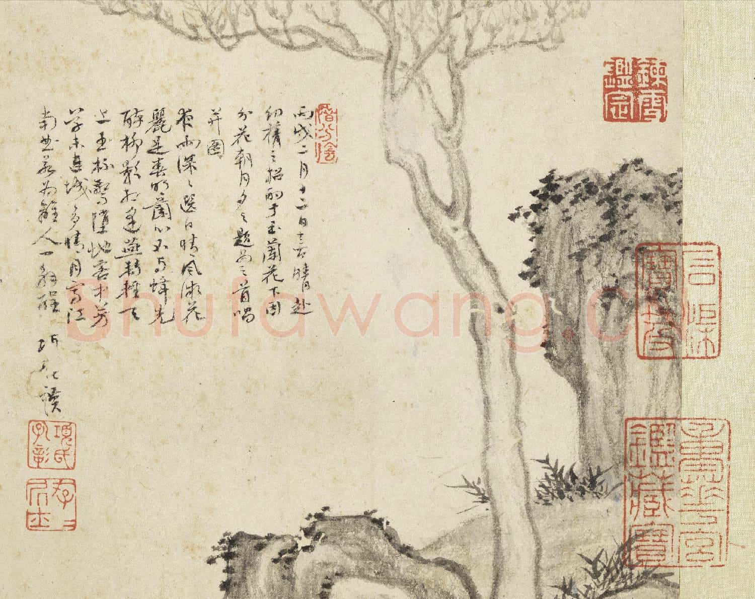 明項聖謨寫生 冊 玉蘭