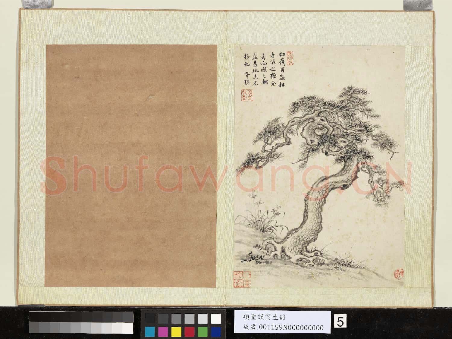 明項聖謨寫生 冊 古松