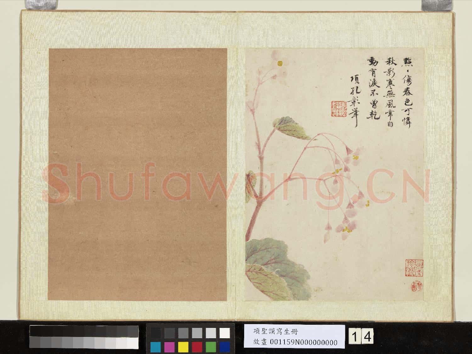 明項聖謨寫生 冊 秋海棠