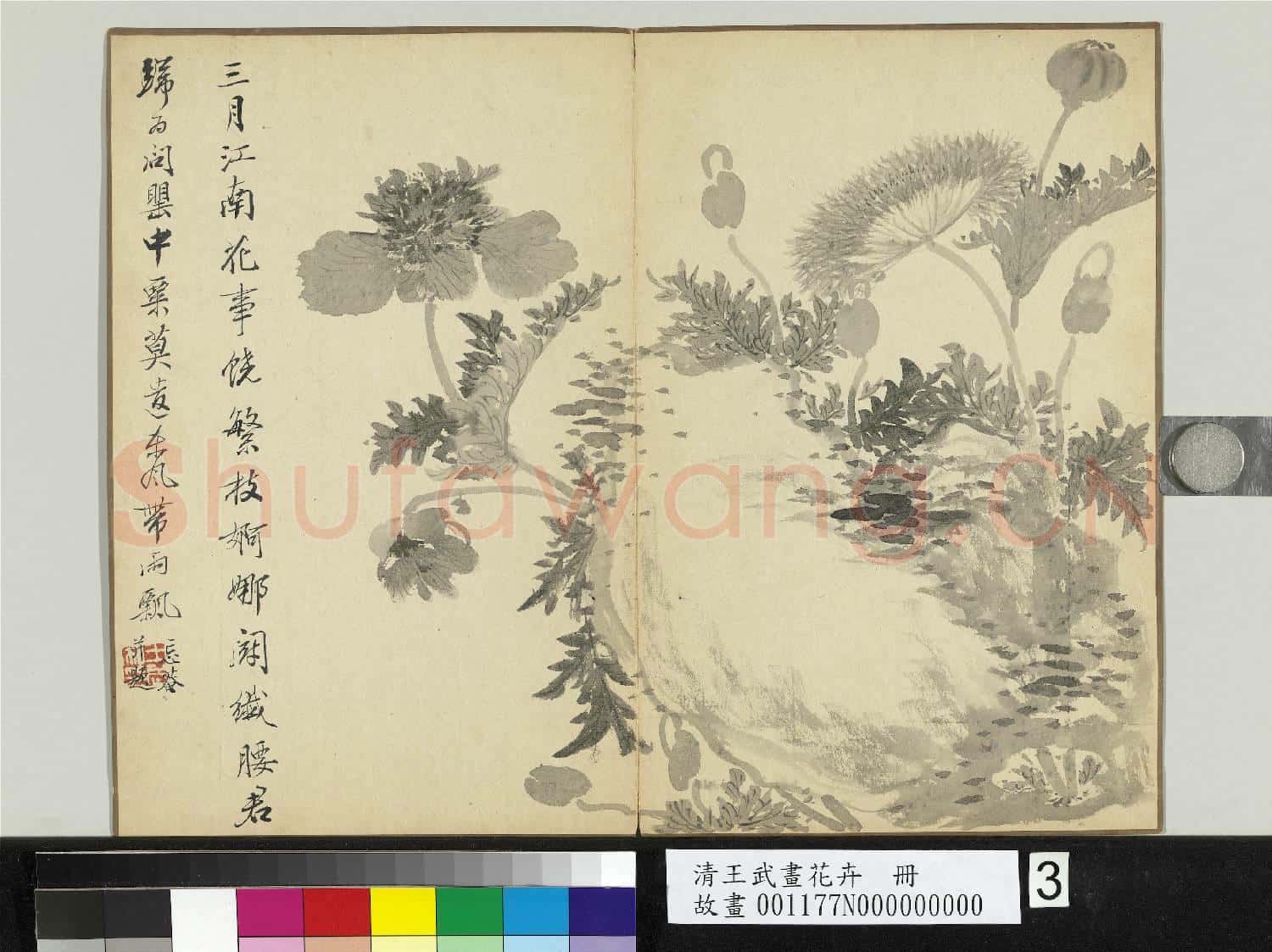清王武畫花卉 冊 石邊罌粟