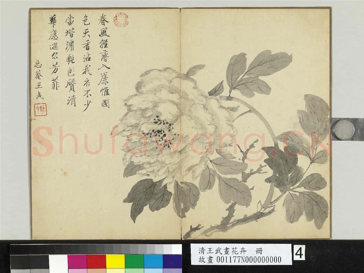 清王武畫花卉 冊 牡丹