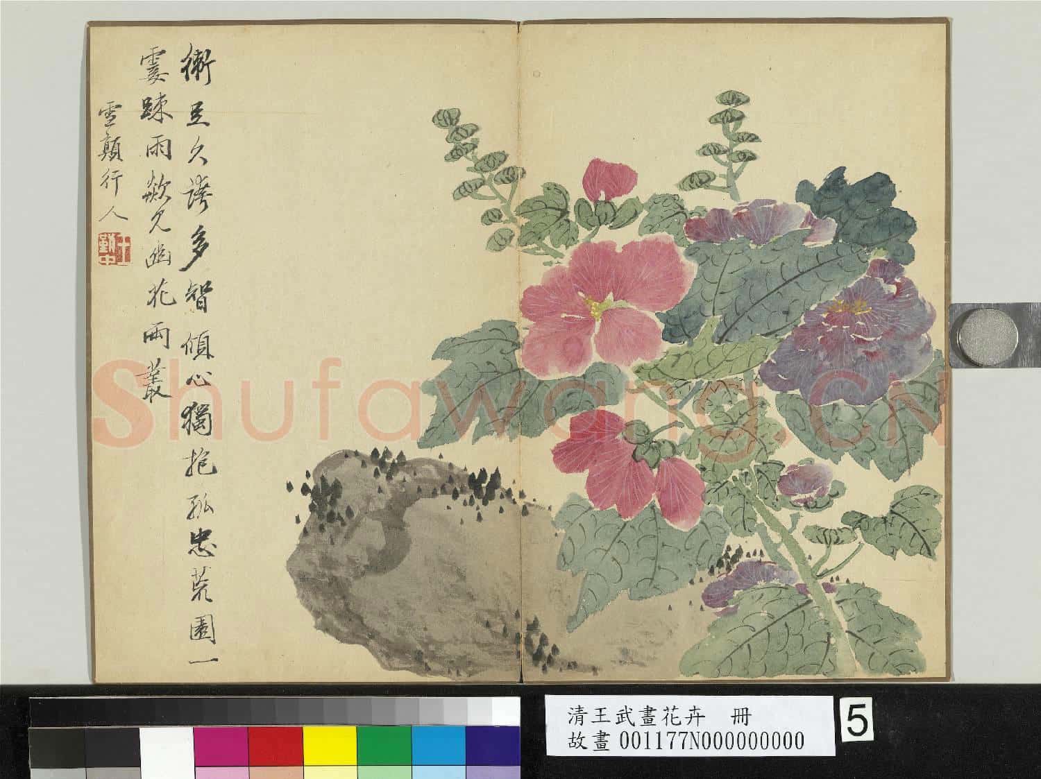 清王武畫花卉 冊 拳石蜀葵