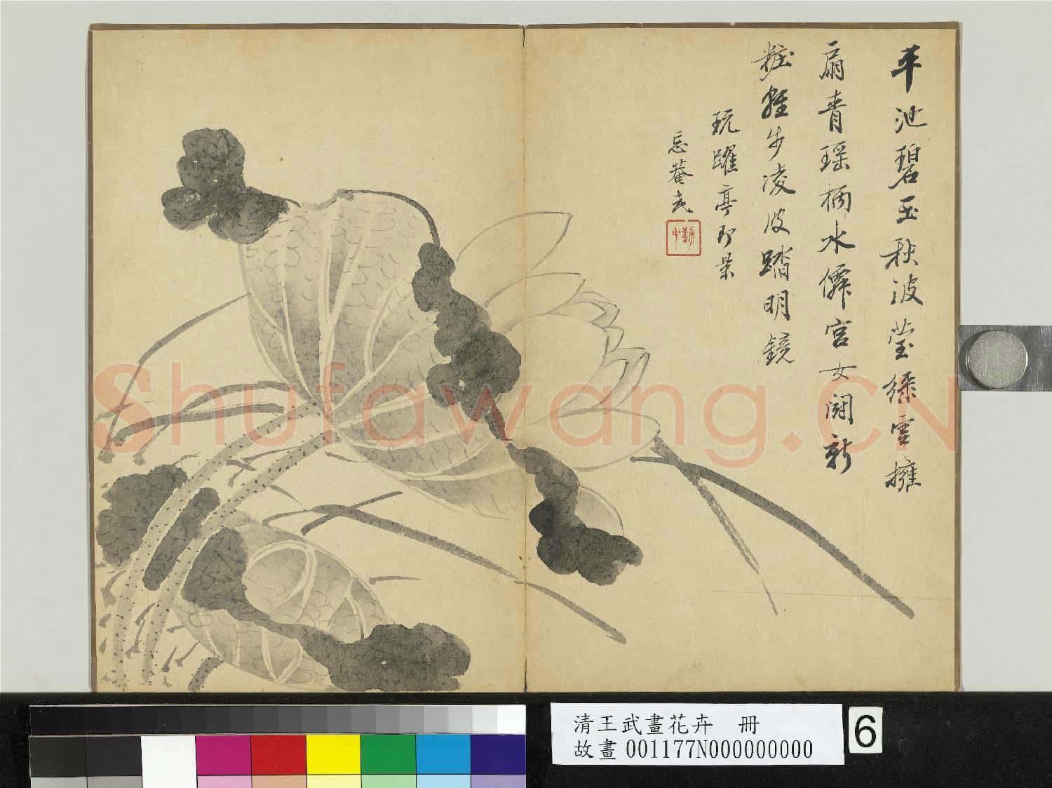 清王武畫花卉 冊 荷花