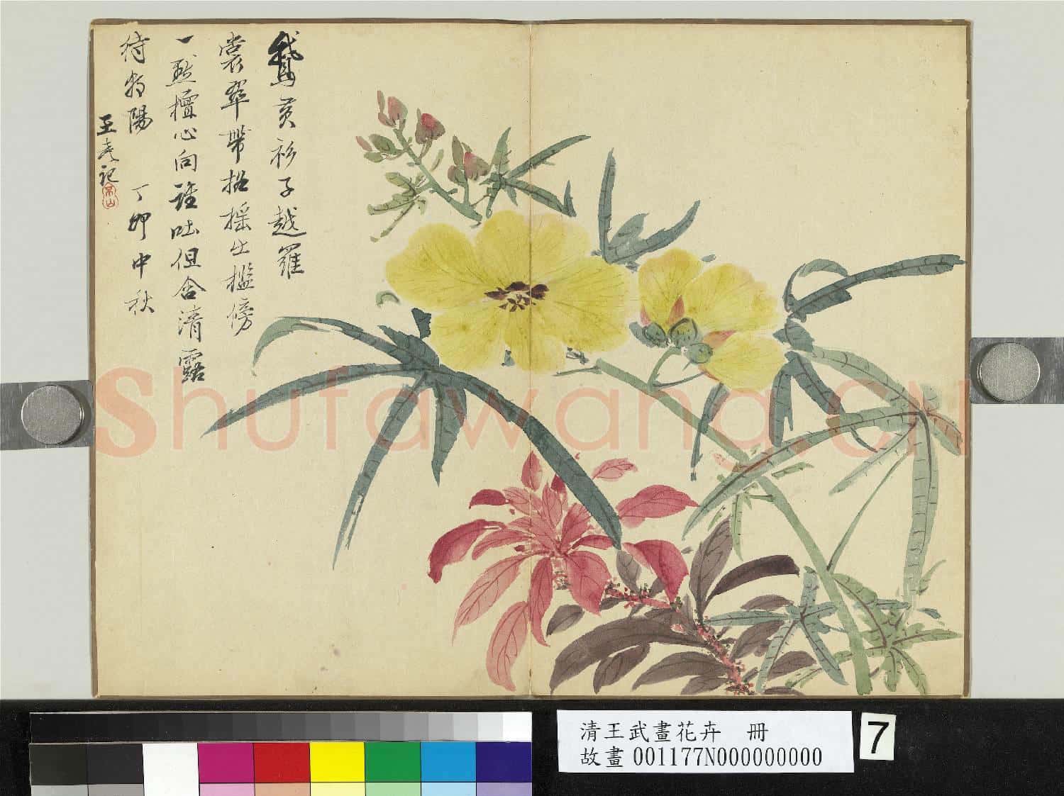 清王武畫花卉 冊 秋葵