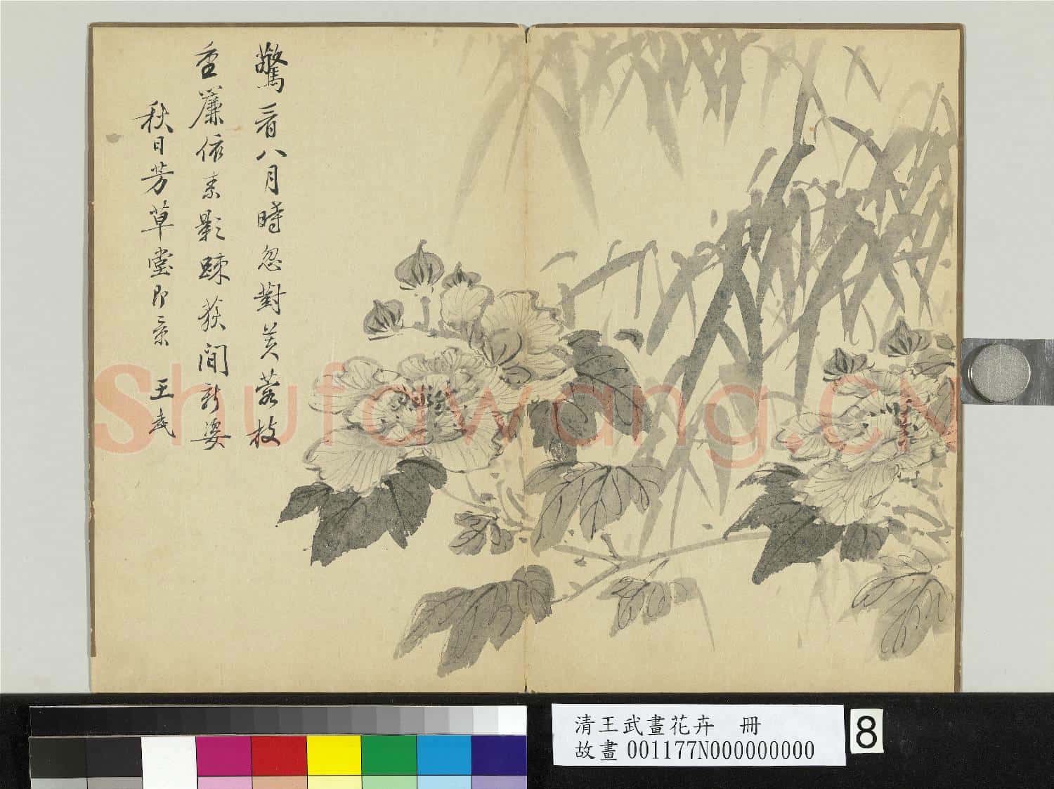 清王武畫花卉 冊 竹下木芙蓉