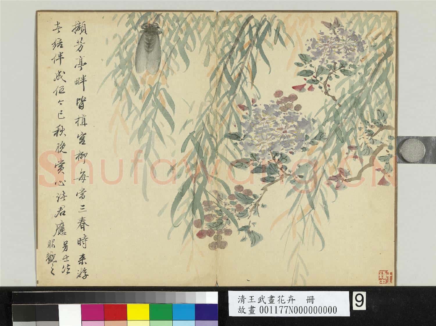 清王武畫花卉 冊 秋柳棲蟬