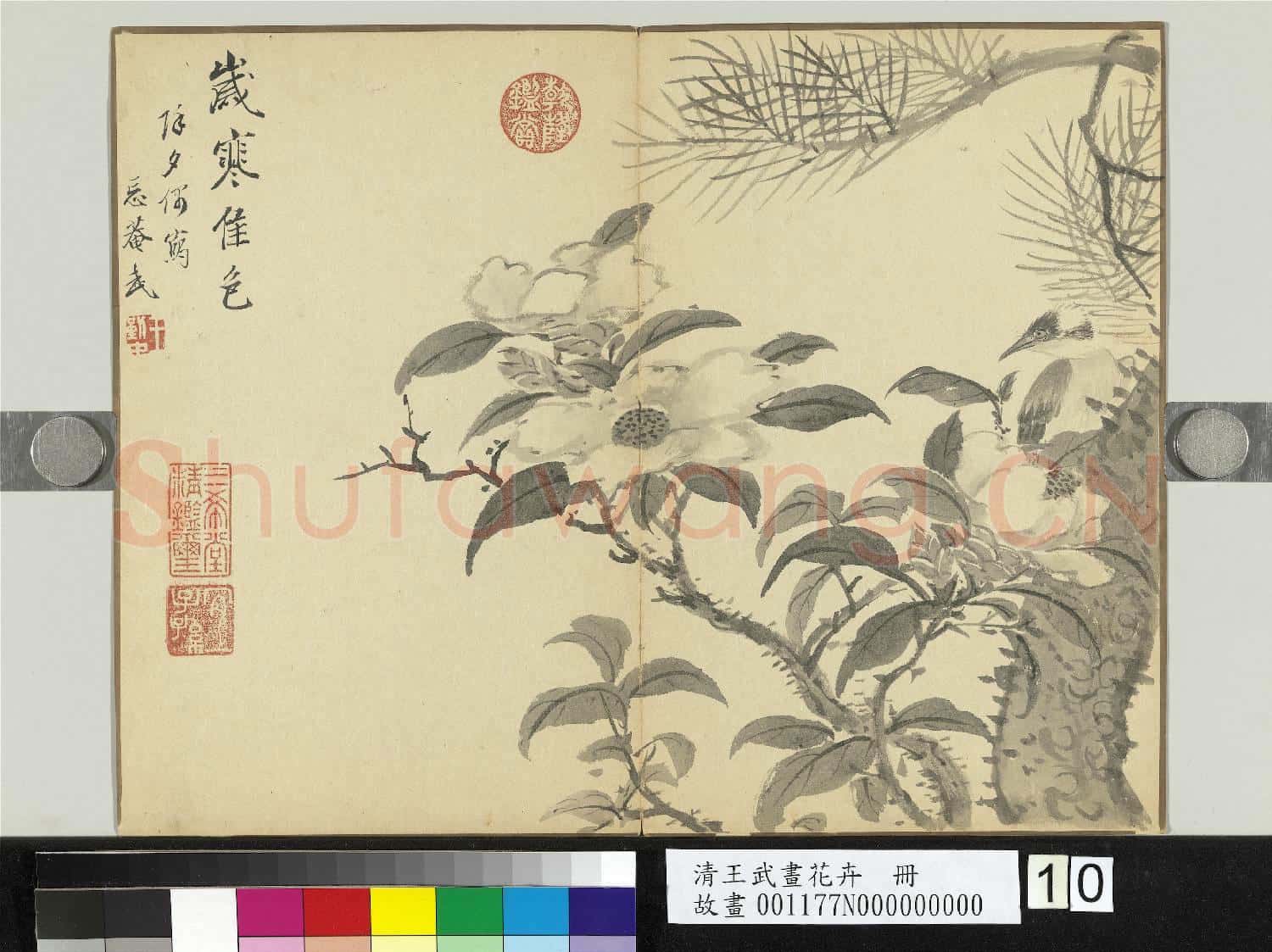 清王武畫花卉 冊 松下山茶