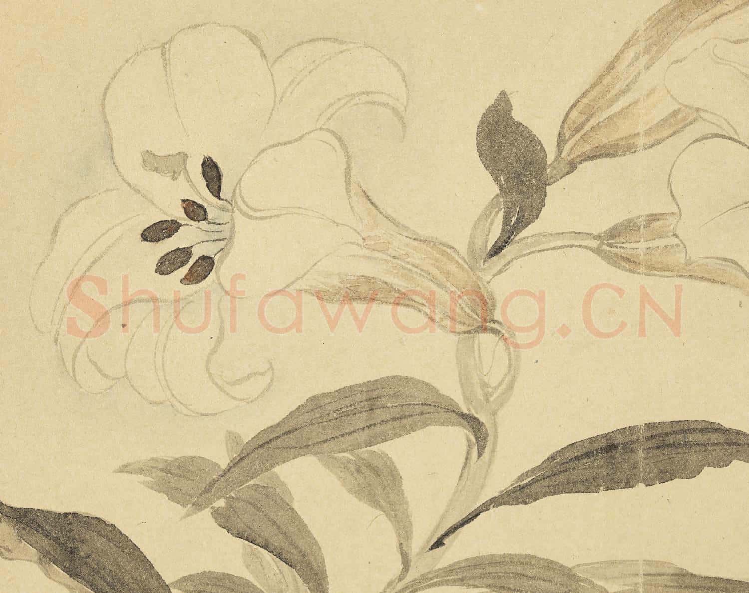 清惲壽平摹古 冊 百合