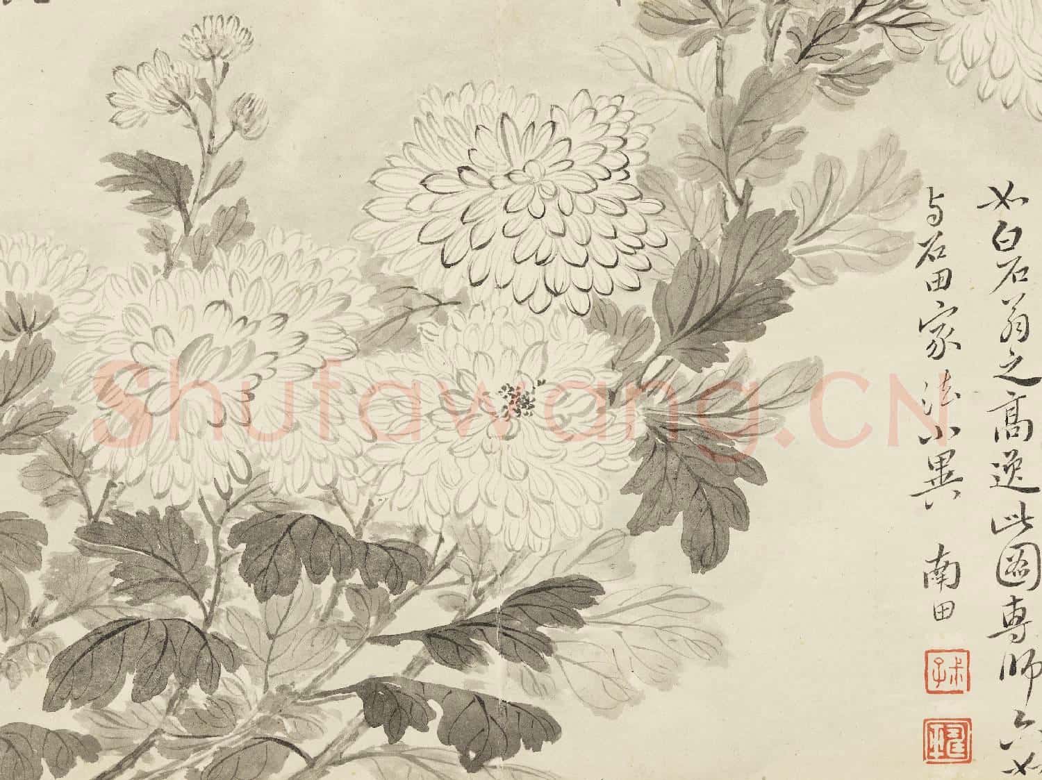 清惲壽平寫生花卉 冊 墨菊