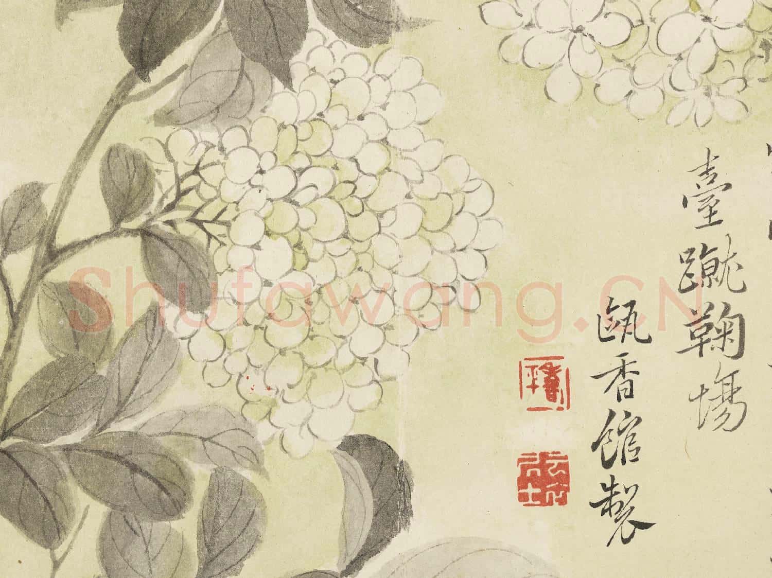 清惲壽平寫生花卉 冊 繡球花