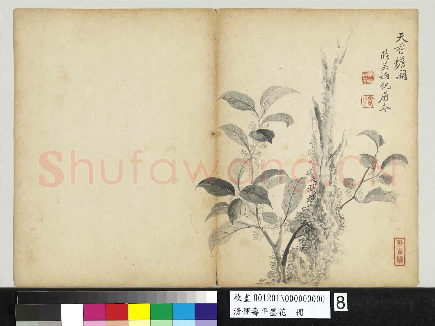 清惲壽平墨花 冊 桂花