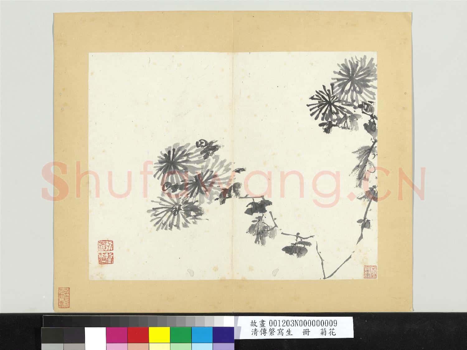 清傳綮寫生 冊 菊花