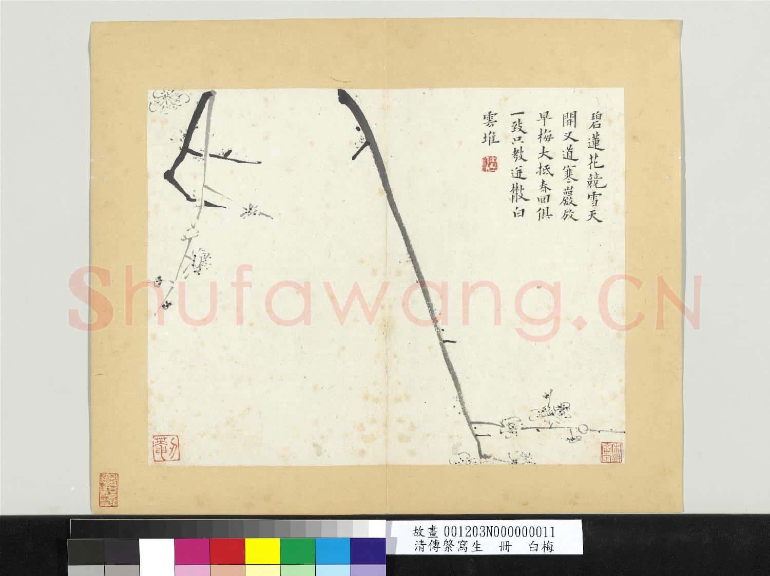 清傳綮寫生 冊 白梅
