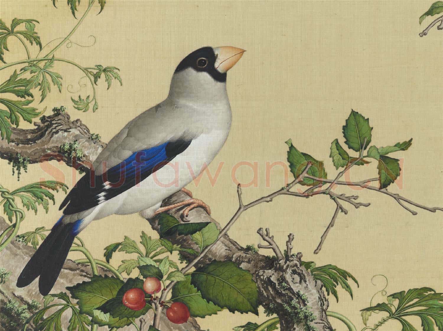 清郎世寧畫仙萼長春 冊 櫻桃桑鳲