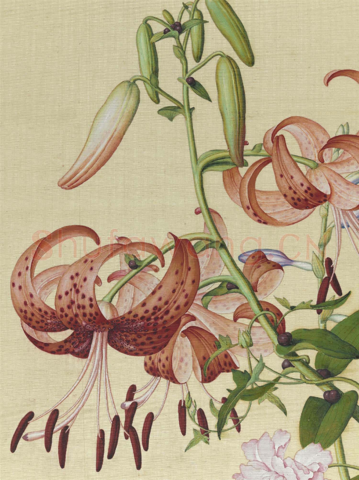 清郎世寧畫仙萼長春 冊 百合花纏枝牡丹
