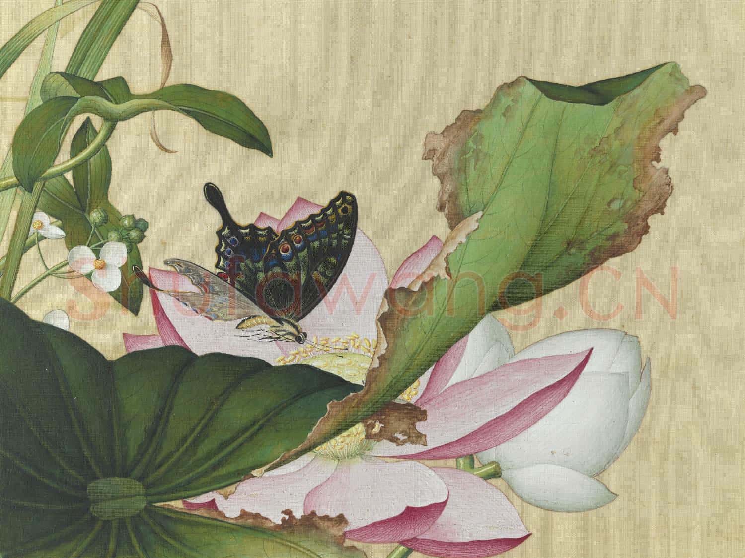 清郎世寧畫仙萼長春 冊 荷花慈姑
