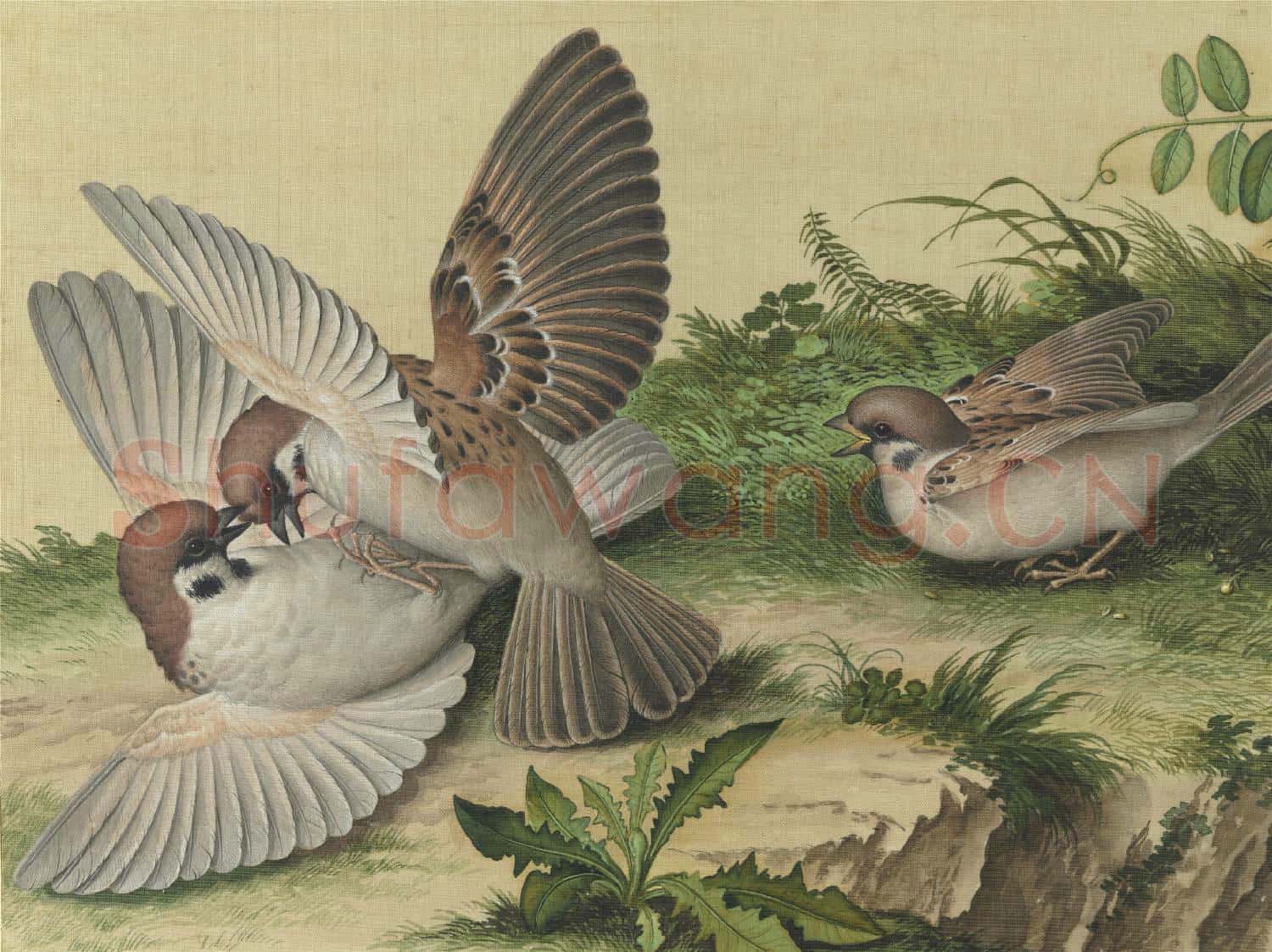 清郎世寧畫仙萼長春 冊 豆花稷穗