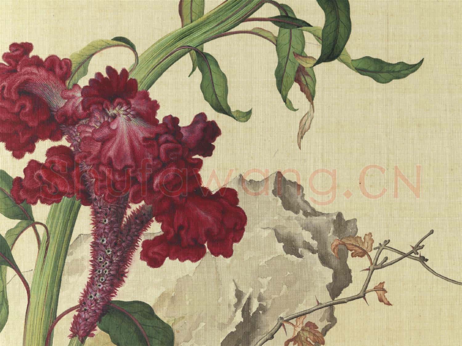 清郎世寧畫仙萼長春 冊 雞冠花