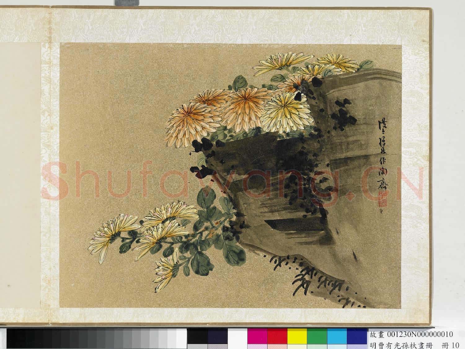 明曹有光孫杕畫冊 冊 秋菊圖