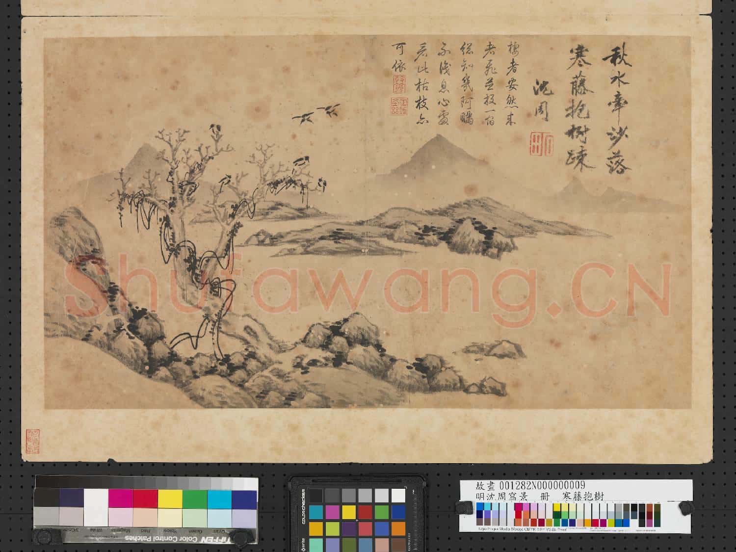 明沈周寫景 冊 寒藤抱樹