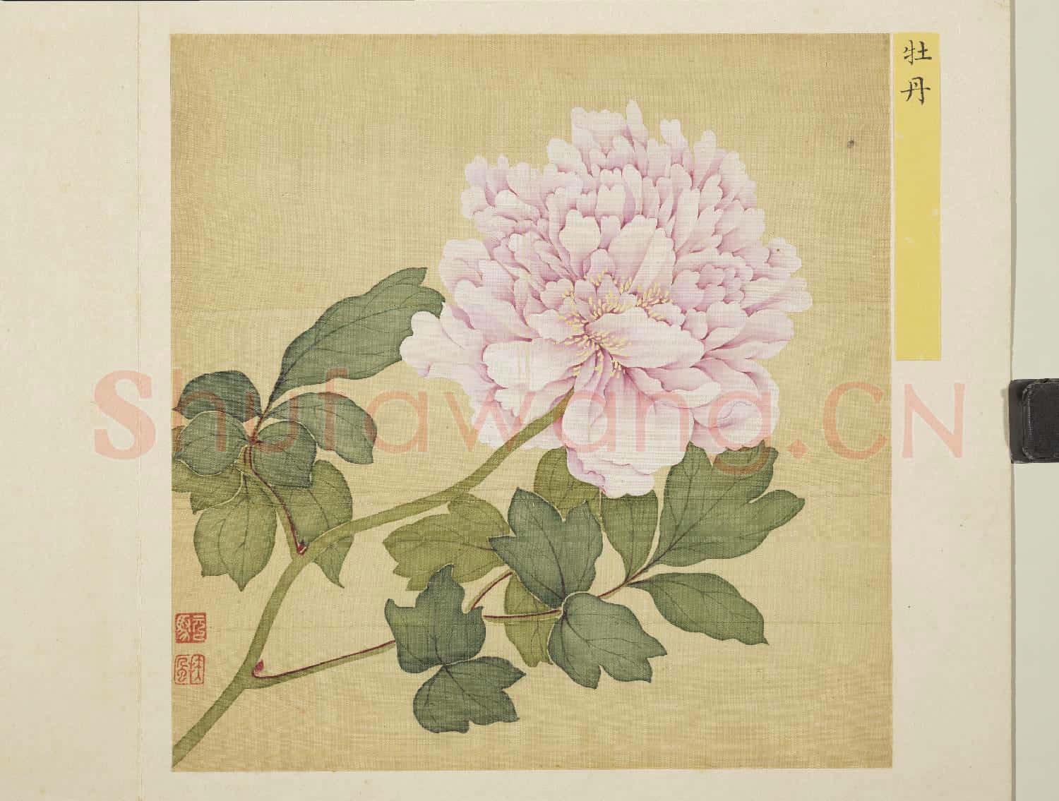 清馬元馭花卉 冊 牡丹