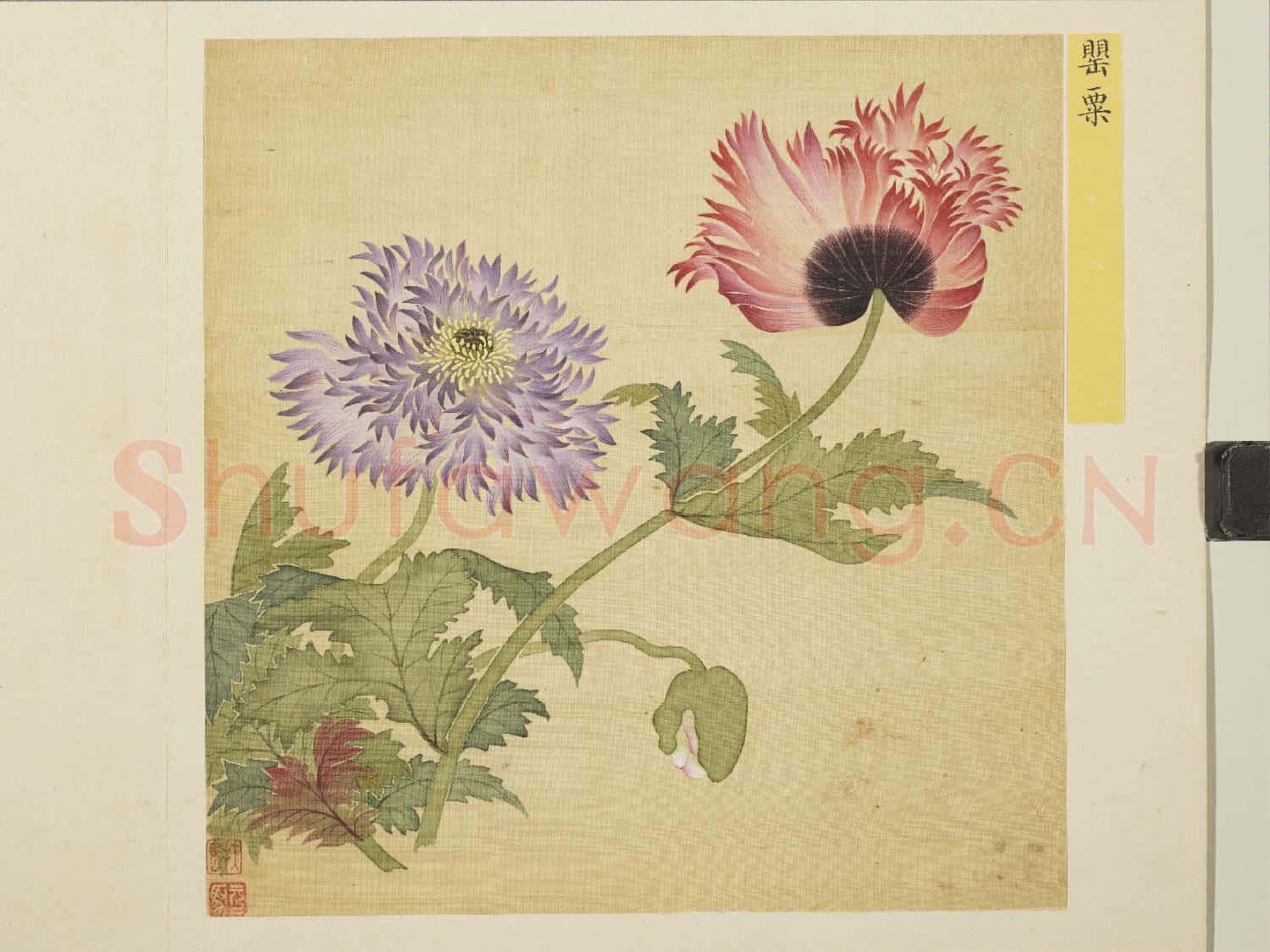 清馬元馭花卉 冊 罌粟