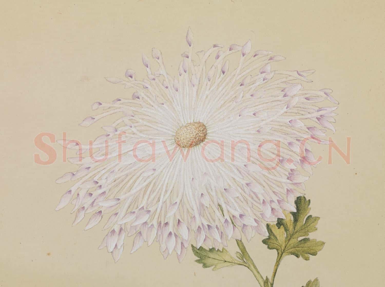 清郎世寧畫洋菊 軸