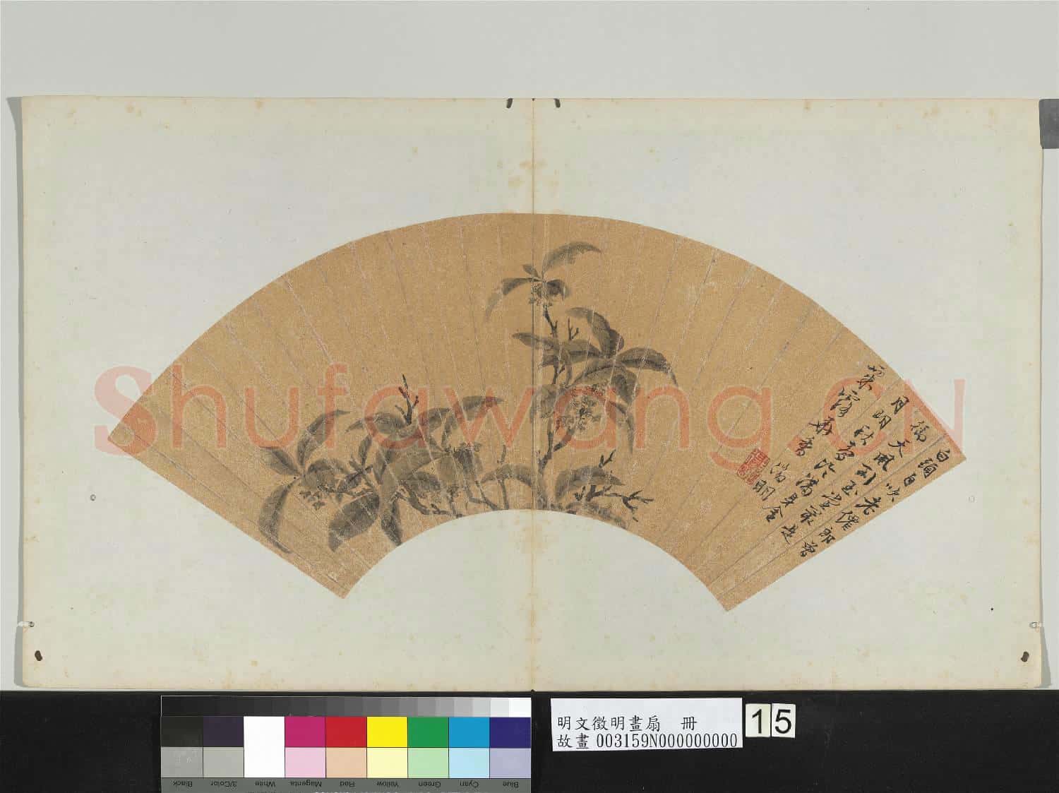明文徵明畫扇 冊 桂花