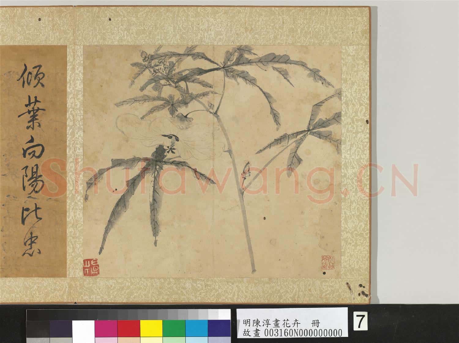 明陳淳畫花卉 冊 秋葵