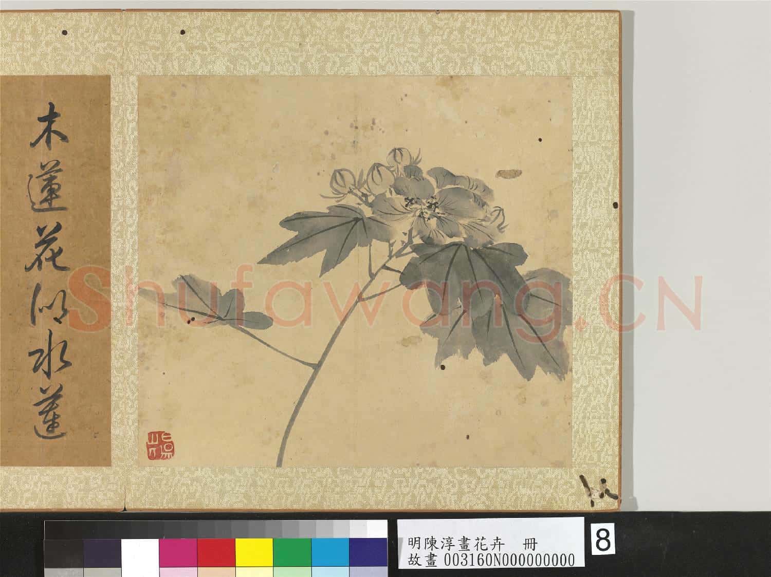明陳淳畫花卉 冊 芙蓉
