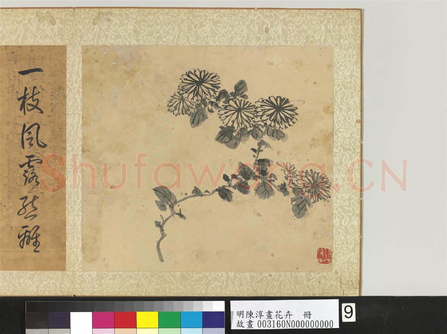 明陳淳畫花卉 冊 菊花