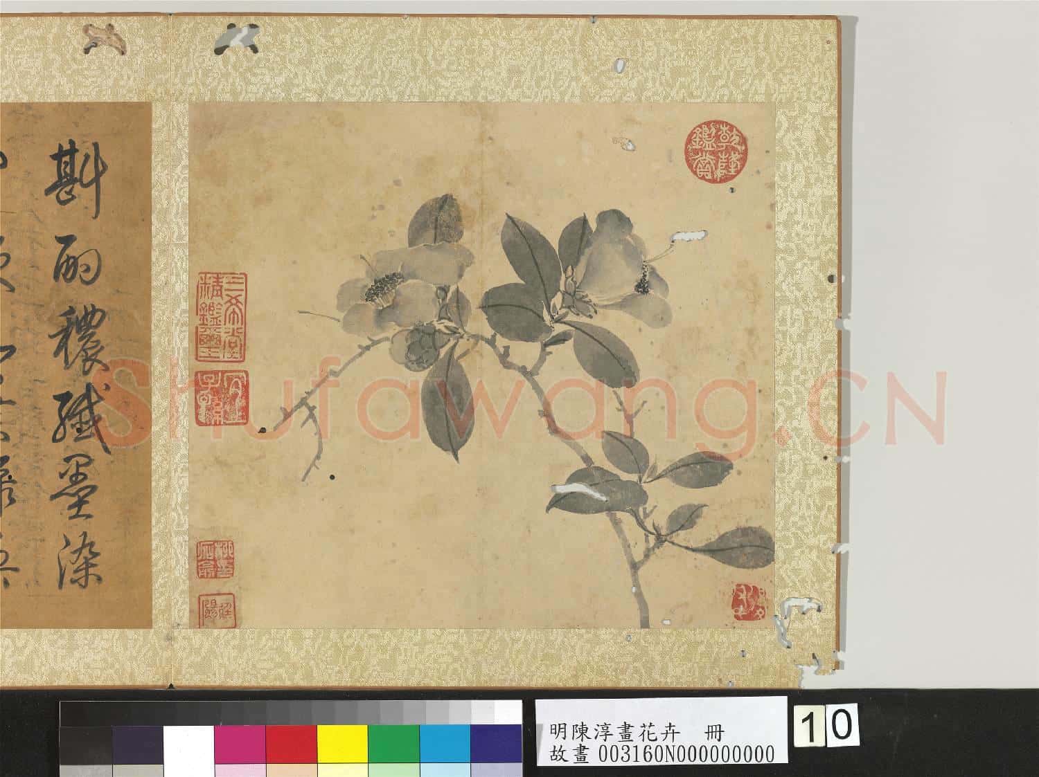 明陳淳畫花卉 冊 茶花