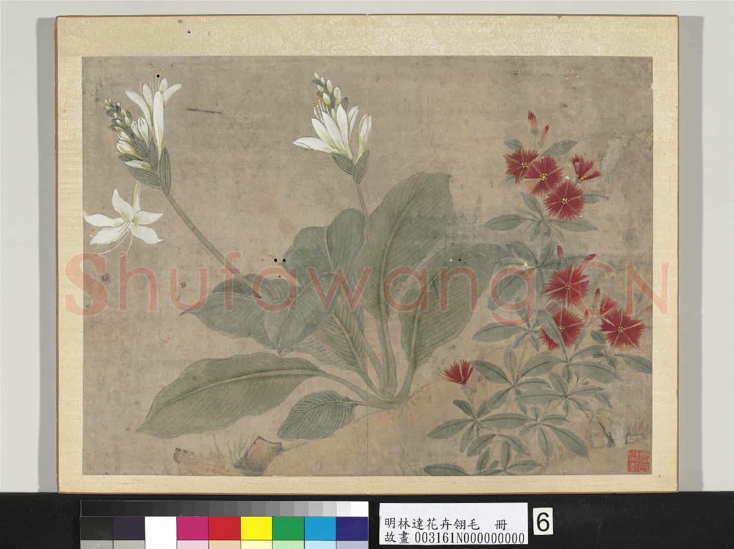 明林達花卉翎毛 冊 玉簪石竹
